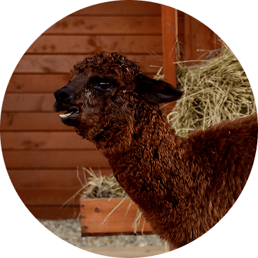 ВАСИЛИЙ ПЕТРОВИЧ