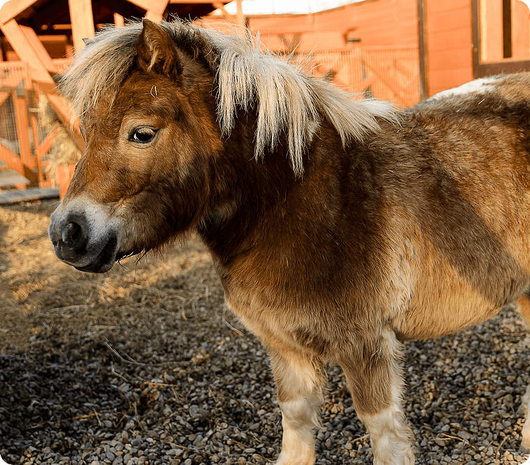 БОЛЬШОЕ РАЗНООБРАЗИЕ ЖИВОТНЫХ